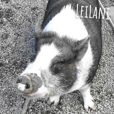 Leilani pot bellied pig